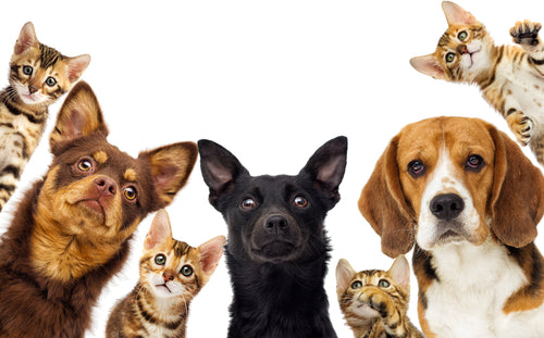  Signs of dehydration in dogs and other pets