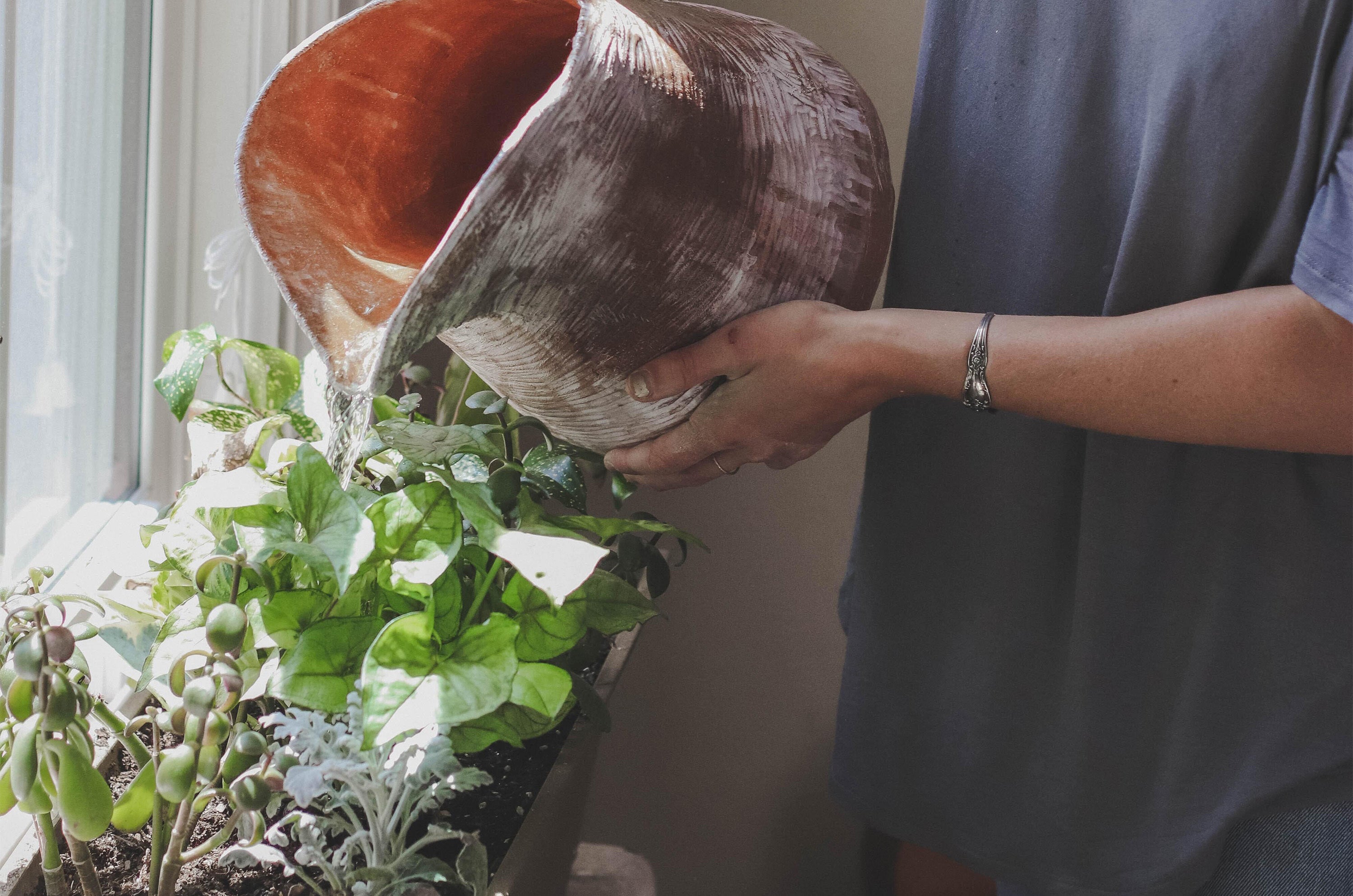 Best Ways to Keep Your Plants Healthy