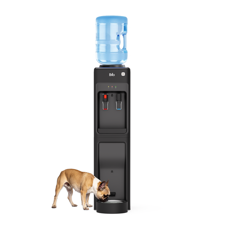 A brown and white dog drinks from the built-in pet station at the base of the Brio Top Load Water Cooler & Dispenser, which has a sleek black design and a large blue jug on top.
