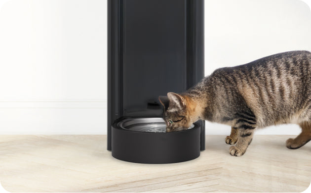 PET-FRIENDLY HYDRATION